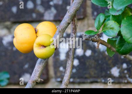 Chaenomeles × superba Rowallane, coing japonais Rowallane, Chaenomeles × superba Rowallane Rouge, fruits jaunes mûrs en automne Banque D'Images