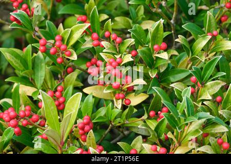 Skimmia japonica Red Princess, skimmia automne exposition japonaise de baies rouges Banque D'Images