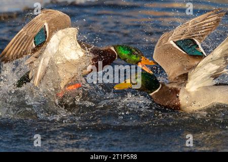 Deux mâles Mallard (Anas platyrhynchos) se battent dans un lac urbain à Katwijk, aux pays-Bas. Banque D'Images