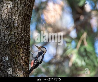 Pic syrien (Dendrocopos syriacus) dans les bois d'automne près de Veliko Tarnovo en Bulgarie. Banque D'Images