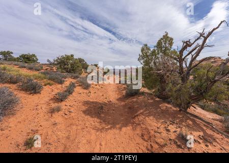 randonnée sur le sentier de printemps en alcôve dans le parc national de canyonlands, états-unis Banque D'Images