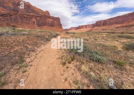 randonnée sur le sentier de printemps en alcôve dans le parc national de canyonlands, états-unis Banque D'Images