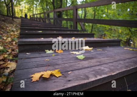 Feuille d'érable tombée et feuillage d'automne sur un chemin en bois et étang dans le parc en automne Banque D'Images