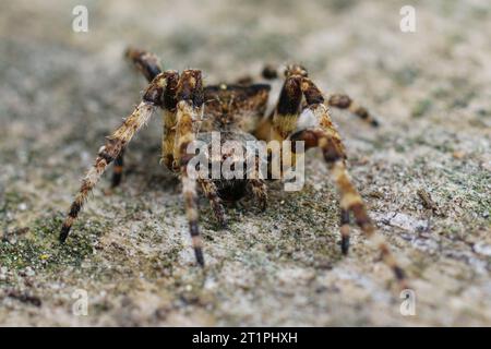 Plan rapproché naturel d'une araignée araneus angulatus, araneus angulatus assis sur du bois Banque D'Images