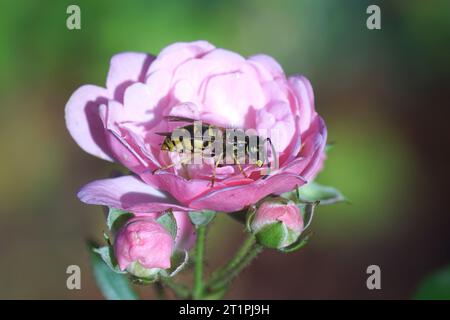 Gros plan d'une guêpe commune (Vespula vulgaris), famille des Vespidae sur une rose féérique (rosa la fée), famille des Rosaceae en automne. Jardin hollandais, octobre. Banque D'Images