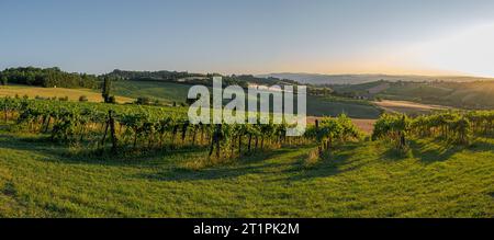 Rayons de soleil de fin d'été sur les vignobles et les champs de blé récoltés dans le sud-ouest de Bologne : indication géographique protégée zone de vin typique nommé Banque D'Images