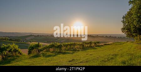 Soleil de fin d'été sur les vignobles du sud-ouest de Bologne : zone protégée d'indication géographique de vin typique nommé 'Pignoletto'. Bologne pro Banque D'Images
