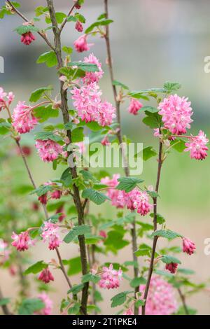 Ribes Sanguineum Roi Édouard VII, racèmes de fleurs tubulaires rose foncé au printemps Banque D'Images