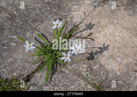 Une étoile de Bethléem (Ornithogalum umbellatum), une plante à fleurs bulbeuse vivace, cultivée entre les dalles de béton d'une route, Ligurie, Italie Banque D'Images