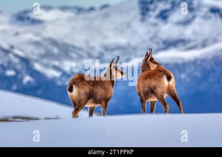 Chamois dans la neige sur les sommets du Parc National Picos de Europa en Espagne. Rebeco,Rupicapra rupicapra. Banque D'Images