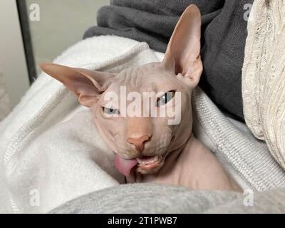 Sphynx сat après anesthésie chirurgicale dans la main du propriétaire dans une clinique vétérinaire Banque D'Images