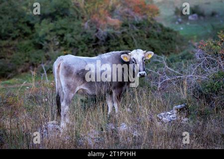 Vache grise alpine, race de bétail de montagne typique, dans un environnement naturel. Banque D'Images