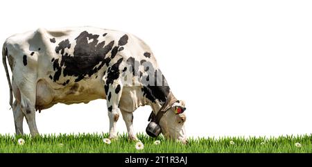 Gros plan d'une vache laitière blanche et noire avec cloche de cow-bell sur un pâturage vert, herbe verte et fleurs de Marguerite, isolé sur fond blanc. Banque D'Images