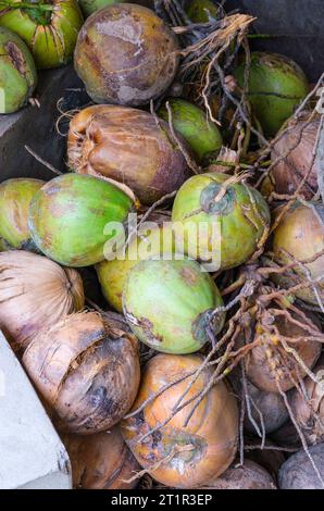 Coconut Candy Factory, Vietnam, entre Ho Chi Minh et CAN Tho. Noix de coco. Banque D'Images