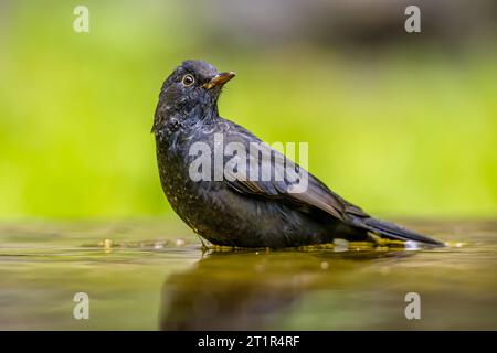 oiseau noir commun (Turdus merula). Un des oiseaux les plus familiers dans les parcs et jardins d'Europe. Oiseau mâle se baignant dans l'eau et regardant autour. Wildli Banque D'Images