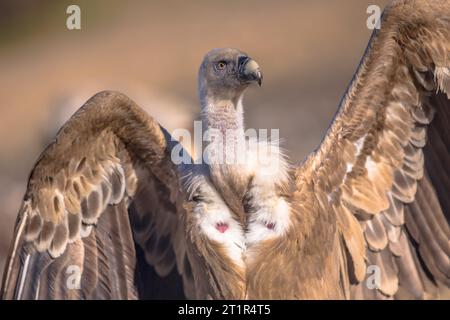 Griffon vautour (Gyps fulvus) portrait en hiver enneigé dans les Pyrénées espagnoles, Catalogne, Espagne, avril. C'est un grand vautour de l'ancien monde en t Banque D'Images