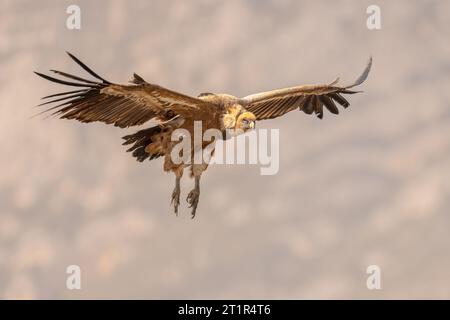 Vautour de Griffon (Gyps fulvus) volant et se préparant à atterrir dans les Pyrénées espagnoles, Catalogne, Espagne, avril. Il est également connu sous le nom de griffon eurasien. Banque D'Images