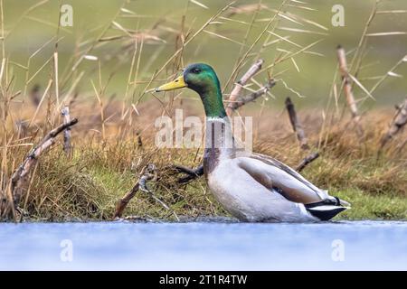 Mâle Canard (Anas platyrhynchos) marchant dans l'eau des zones humides aux pays-Bas. Ce canard barboté est une espèce stationnaire dans une grande partie de l'Europe. Wildli Banque D'Images