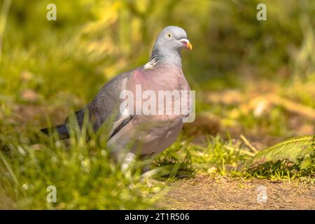 Pigeon de bois (Columba palumbus) marchant dans la cour de jardin herbeuse avec fond vert flou. Widlife dans la nature. Pays-Bas Banque D'Images