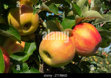 Aepfel haengen an einem Baum auf einer Apfelplantage zum Selbstpfluecken am 10.09.2023 in der Nähe von Doellstaedt in Thueringen. Des pommes sont accrochées à un arbre sur un verger de pommiers pour que vous puissiez vous cueillir le 10 septembre 2023 près de Doellstaedt en Thuringe. Recherche : Deutschland neue Bundeslaender, Thueringen Landwirtschaft Ernte Apfel rote Selberpfluecken Selber Pfluecken Apfelernte gute reichlich schlechte Apfelplantage Aepfel Apfelbaum Apfelbaeume Apfelplantagen Obst Obsternte reife Fruechte Selbstpfluecting Herbsttersfeature Banque D'Images