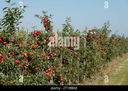 Aepfel haengen an einem Baum auf einer Apfelplantage zum Selbstpfluecken am 10.09.2023 in der Nähe von Doellstaedt in Thueringen. Des pommes sont accrochées à un arbre sur un verger de pommiers pour que vous puissiez vous cueillir le 10 septembre 2023 près de Doellstaedt en Thuringe. Recherche : Deutschland neue Bundeslaender, Thueringen Landwirtschaft Ernte Apfel rote Selberpfluecken Selber Pfluecken Apfelernte gute reichlich schlechte Apfelplantage Aepfel Apfelbaum Apfelbaeume Apfelplantagen Obst Obsternte reife Fruechte Selbstpfluecting Herbsttersfeature Banque D'Images