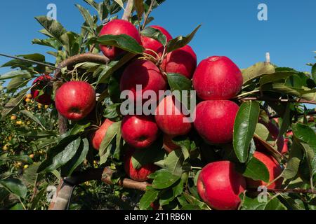 Aepfel haengen an einem Baum auf einer Apfelplantage zum Selbstpfluecken am 10.09.2023 in der Nähe von Doellstaedt in Thueringen. Des pommes sont accrochées à un arbre sur un verger de pommiers pour que vous puissiez vous cueillir le 10 septembre 2023 près de Doellstaedt en Thuringe. Recherche : Deutschland neue Bundeslaender, Thueringen Landwirtschaft Ernte Apfel rote Selberpfluecken Selber Pfluecken Apfelernte gute reichlich schlechte Apfelplantage Aepfel Apfelbaum Apfelbaeume Apfelplantagen Obst Obsternte reife Fruechte Selbstpfluecting Herbsttersfeature Banque D'Images