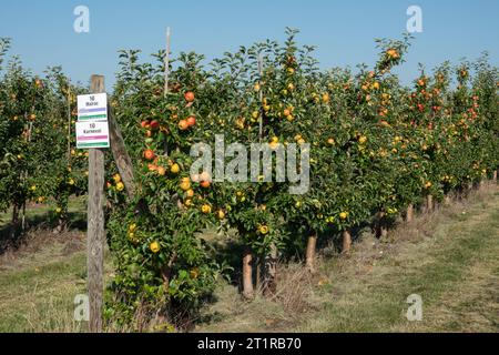 Aepfel haengen an einem Baum auf einer Apfelplantage zum Selbstpfluecken am 10.09.2023 in der Nähe von Doellstaedt in Thueringen. Des pommes sont accrochées à un arbre sur un verger de pommiers pour que vous puissiez vous cueillir le 10 septembre 2023 près de Doellstaedt en Thuringe. Recherche : Deutschland neue Bundeslaender, Thueringen Landwirtschaft Ernte Apfel rote Selberpfluecken Selber Pfluecken Apfelernte gute reichlich schlechte Apfelplantage Aepfel Apfelbaum Apfelbaeume Apfelplantagen Obst Obsternte reife Fruechte Selbstpfluecting Herbsttersfeature Banque D'Images