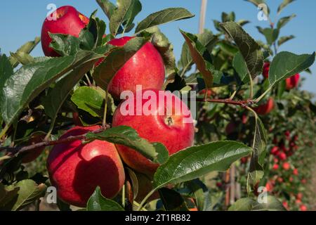 Aepfel haengen an einem Baum auf einer Apfelplantage zum Selbstpfluecken am 10.09.2023 in der Nähe von Doellstaedt in Thueringen. Des pommes sont accrochées à un arbre sur un verger de pommiers pour que vous puissiez vous cueillir le 10 septembre 2023 près de Doellstaedt en Thuringe. Recherche : Deutschland neue Bundeslaender, Thueringen Landwirtschaft Ernte Apfel rote Selberpfluecken Selber Pfluecken Apfelernte gute reichlich schlechte Apfelplantage Aepfel Apfelbaum Apfelbaeume Apfelplantagen Obst Obsternte reife Fruechte Selbstpfluecting Herbsttersfeature Banque D'Images