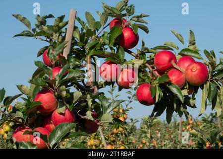 Aepfel haengen an einem Baum auf einer Apfelplantage zum Selbstpfluecken am 10.09.2023 in der Nähe von Doellstaedt in Thueringen. Des pommes sont accrochées à un arbre sur un verger de pommiers pour que vous puissiez vous cueillir le 10 septembre 2023 près de Doellstaedt en Thuringe. Recherche : Deutschland neue Bundeslaender, Thueringen Landwirtschaft Ernte Apfel rote Selberpfluecken Selber Pfluecken Apfelernte gute reichlich schlechte Apfelplantage Aepfel Apfelbaum Apfelbaeume Apfelplantagen Obst Obsternte reife Fruechte Selbstpfluecting Herbsttersfeature Banque D'Images