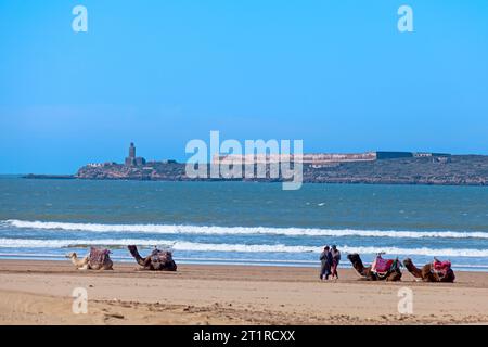 Essaouira, Maroc - janvier 29 2019 : dromadaires au repos devant l'île Mogador. Banque D'Images