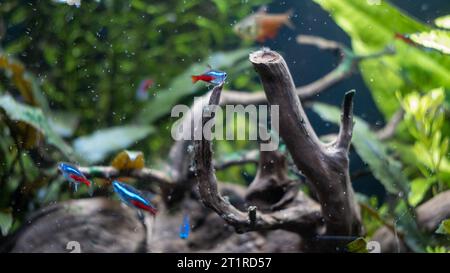 aquarium poissons nageant dans l'aquarium Banque D'Images