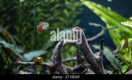 aquarium poissons nageant dans l'aquarium Banque D'Images