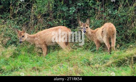 Deux jeunes faons de cerfs de Roe (Capreolus capreolus) dans les Cotswold Hills Gloucestershire UK Banque D'Images