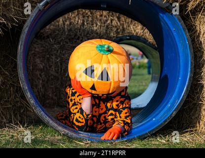 Kilduff Farm, East Lothian, Écosse, Royaume-Uni, 15 octobre 2023. Festival de potiron : le populaire patch de potiron ouvre ce week-end avec les visiteurs appréciant les citrouilles culinaires et d'Halloween et le temps ensoleillé. Sur la photo : une personne excentrique vêtue d'un osotume de citrouille essaie le tunnel sous des balles de foin. Crédit : Sally Anderson/Alamy Live News Banque D'Images