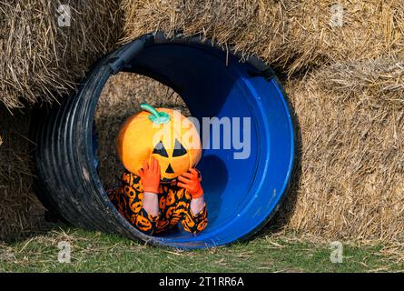 Kilduff Farm, East Lothian, Écosse, Royaume-Uni, 15 octobre 2023. Festival de potiron : le populaire patch de potiron ouvre ce week-end avec les visiteurs appréciant les citrouilles culinaires et d'Halloween et le temps ensoleillé. Sur la photo : une personne excentrique vêtue d'un osotume de citrouille essaie le tunnel sous des balles de foin. Crédit : Sally Anderson/Alamy Live News Banque D'Images