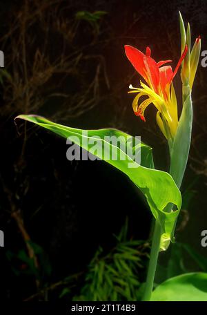 Canna indica est une espèce de plante de la famille des Cannaceae, originaire d'Amérique du Sud, d'Amérique centrale, de l'ouest de l'Inde et du Mexique, Banque D'Images