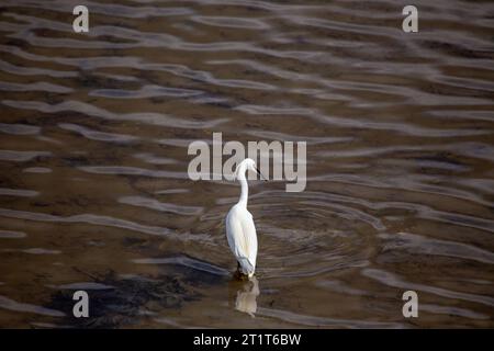 La petite aigrette est un petit échassier blanc avec un long col et un bec minces. On le trouve dans les régions tropicales et subtropicales du monde entier, b Banque D'Images