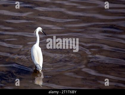 La petite aigrette est un petit échassier blanc avec un long col et un bec minces. On le trouve dans les régions tropicales et subtropicales du monde entier, b Banque D'Images