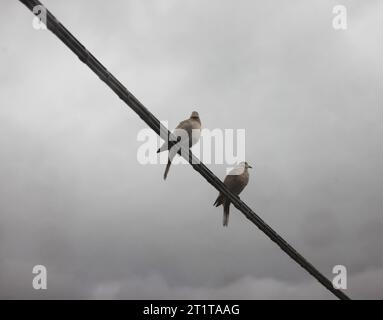 deux pigeons amoureux se tiennent debout sur un fil de fer un jour nuageux et brumeux Banque D'Images
