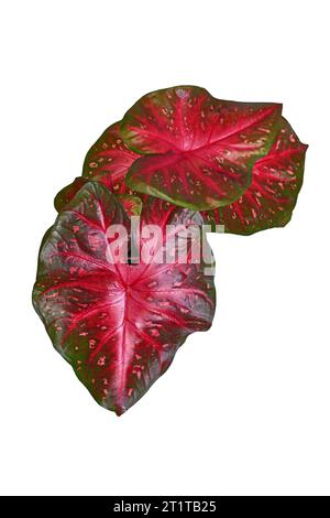 Vue de dessus de la plante d'intérieur exotique Caladium Red Flash avec des feuilles rouge vif sur fond blanc Banque D'Images