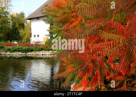 Branche d'arbre Sumac avec des feuilles jaunes rouges le jour de l'automne. Sumah est un bel arbre ornemental ou un buisson avec des feuilles rouges en automne. Décoration de jardin Banque D'Images