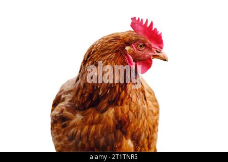 Le portrait du poulet met en valeur ses plumes brunes et son bec pointu, isolés sur fond blanc. Banque D'Images