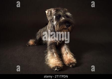 Chiot Schnauzer miniature sur fond noir. Prise de vue en studio. Banque D'Images