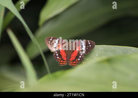 Paon rouge/écarlate (Anartia amathea) perché sur une feuille en Équateur Banque D'Images