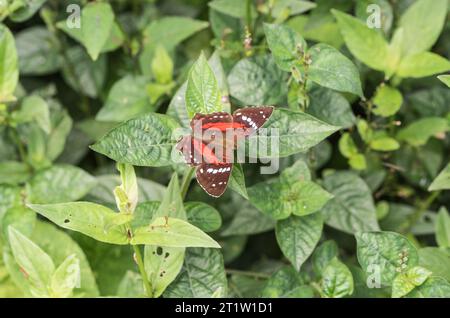 Paon rouge/écarlate (Anartia amathea) perché sur une feuille en Équateur Banque D'Images