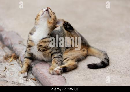 Griffes de patte de chat de rue tricolore derrière l'oreille. Puces et tiques Banque D'Images