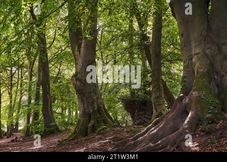 Grands hêtres communs (Fagus sylvatica) dans le feuillage d'été dans un cadre boisé Banque D'Images