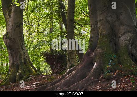 Grands hêtres communs (Fagus sylvatica) dans le feuillage d'été dans un cadre boisé Banque D'Images
