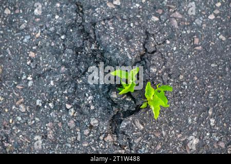 Vue de dessus de la plante poussant sur la route. Installation comme brise-asphalte. Herbe poussant dans une fissure. Plante verte piquant à travers l'asphalte. Concept de survie de natur Banque D'Images