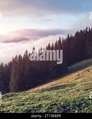 Les collines couvertes de brouillard du matin avec des sapins. Scène magnifique et spectaculaire. Carpates emplacement, l'Ukraine, l'Europe. Filtre de traitement croisé, rétro et vintage Banque D'Images